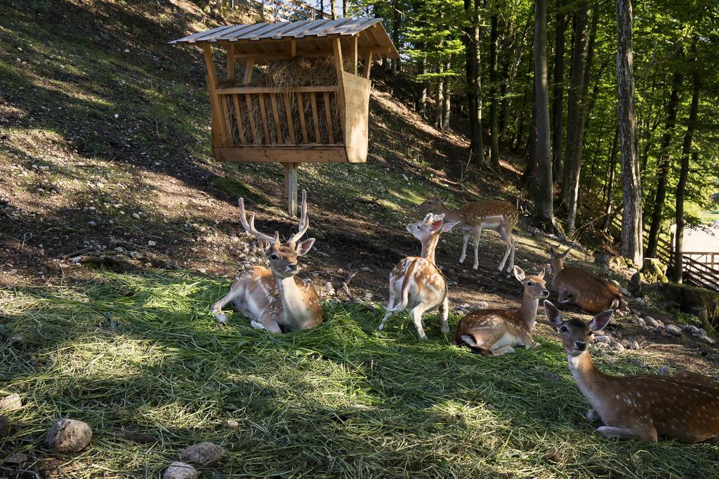 Slovenia Eco Resort Stahovica المظهر الخارجي الصورة